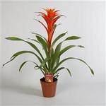 Guzmania 'Orangeade' - 