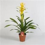 Guzmania 'Mirador' - 