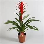 Guzmania 'Brimstone' - 