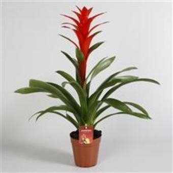 Guzmania 'Brimstone'