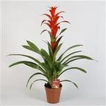 Guzmania 'Allura' - 