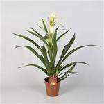 Guzmania 'Bolero' - 