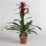 Guzmania 'Indian Night' - 