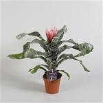 Aechmea fasciata 'Primera' - 