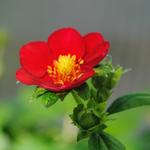 Fragaria x ananassa 'Ruby Ann' - 