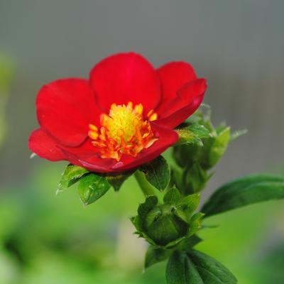 Fragaria x ananassa 'Ruby Ann' - 