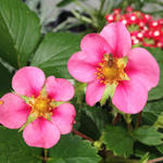 Fragaria x ananassa 'Toscane' - 