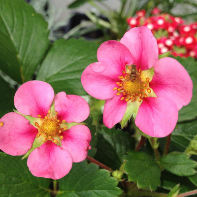 Fragaria x ananassa 'Toscane' - 