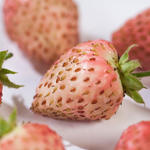 Fragaria x ananassa 'Bubbleberry' - 