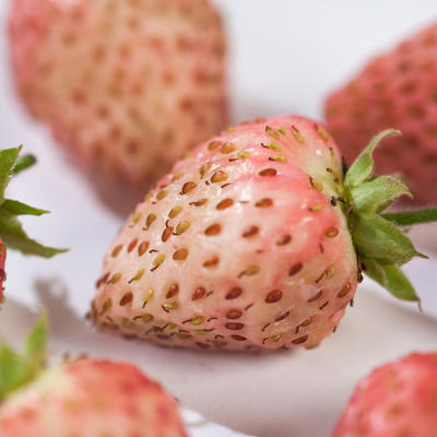 Fragaria x ananassa 'Bubbleberry' - 