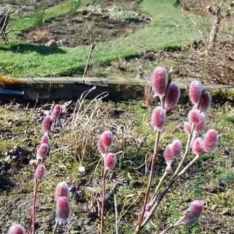 Salix gracilistyla 'Mount Aso'