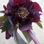 Helleborus orientalis 'Purple Pink Pompon' - 