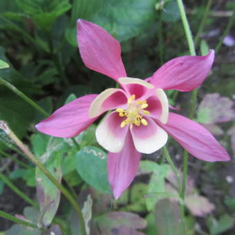 Aquilegia caerulea SPRING MAGIC-serie