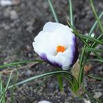 Crocus species 'Prins Claus' - Crocus species 'Prins Claus'