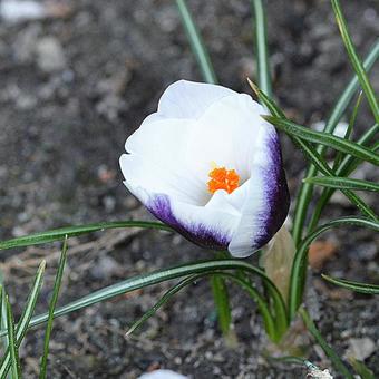 Crocus species 'Prins Claus'