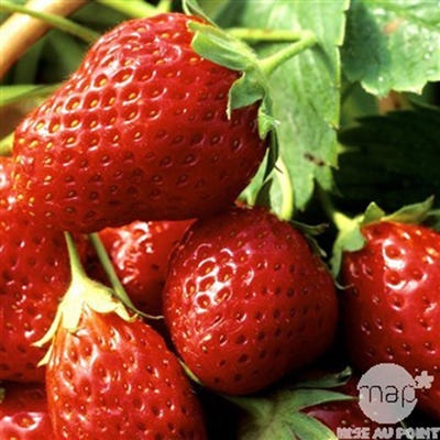 Fragaria x ananassa 'Rabunda' - 