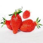 Fragaria x ananassa 'Gariguette' - 