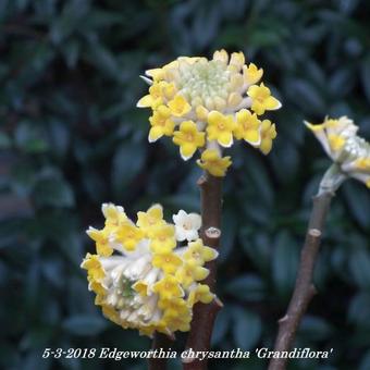 Edgeworthia chrysantha 'Grandiflora'