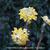 Edgeworthia chrysantha 'Grandiflora'