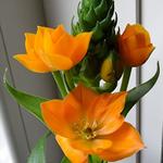 Ornithogalum dubium - 