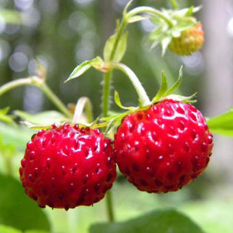 Fragaria vesca 'Reine des Vallées