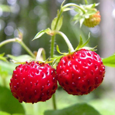 Fragaria vesca 'Reine des Vallées - 