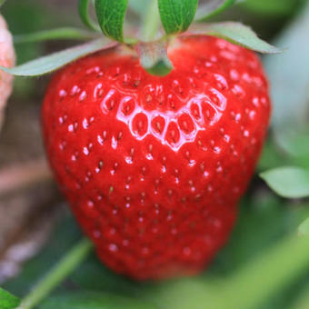 Fragaria x ananassa 'Nova Gento'