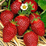 Fragaria x ananassa  'Korona' - Fragaria x ananassa 'Korona'