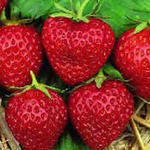 Fragaria x ananassa 'Mara des Bois' - 