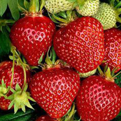 Fragaria x ananassa 'Ostara'  - 