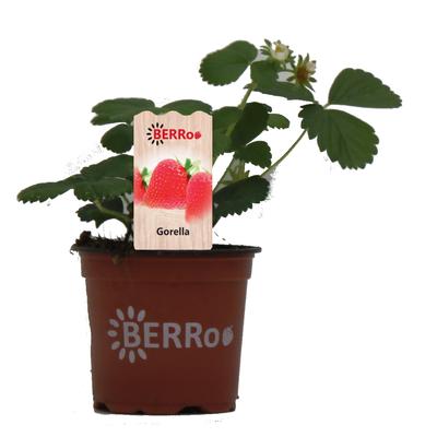 Fragaria x ananassa 'Gorella'  - 