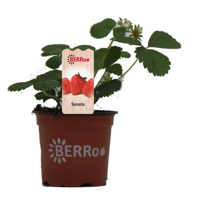 Fragaria x ananassa 'Sonata' - 