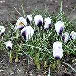 Crocus species 'Prins Claus' - 