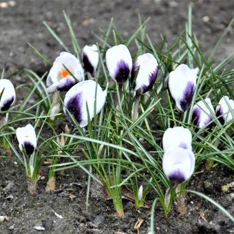 Crocus species 'Prins Claus'