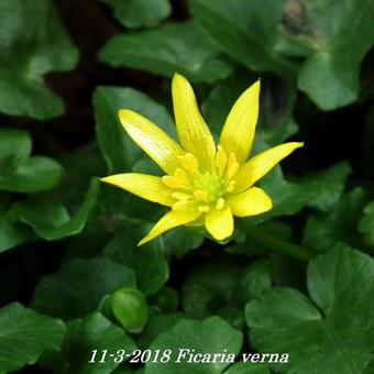 Ficaria verna