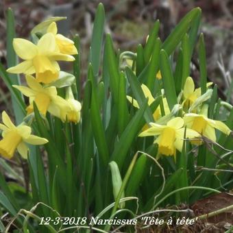 Narcissus 'Tête à tête'