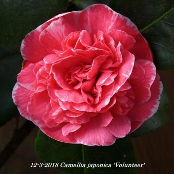 Camellia japonica 'Volunteer'