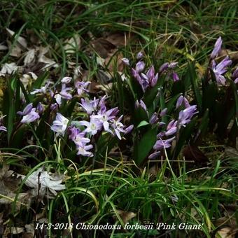 Chionodoxa forbesii 'Pink Giant'