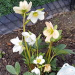 Helleborus niger 'Happy Days' - 