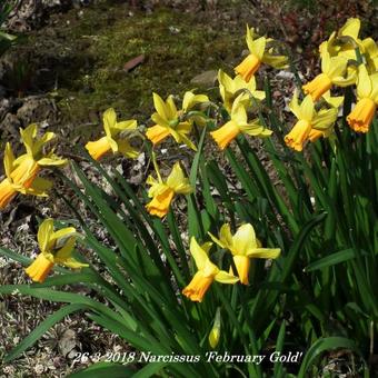 Narcissus 'February Gold'