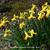 Narcissus 'February Gold'