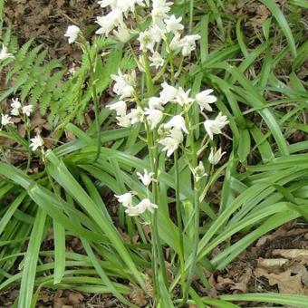 Hyacinthoides hispanica 'Alba'