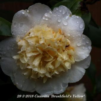 Camellia japonica 'Brushfield's Yellow'