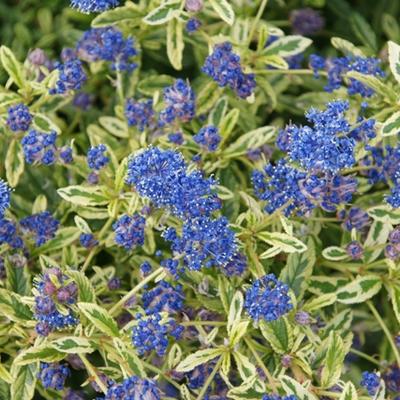 Ceanothus 'Lemon and Lime' - 