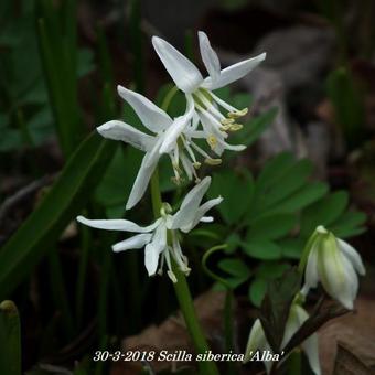 Scilla siberica 'Alba'