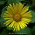 Doronicum orientale