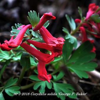 Corydalis solida 'George P. Baker'