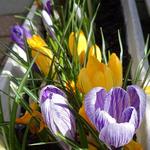 Crocus 'Grandiflora' - 