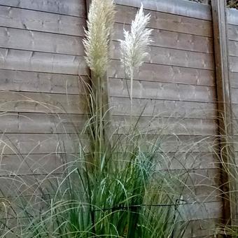 Cortaderia selloana 'Evita'