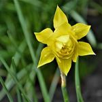 Narcissus x odorus 'Plenus' - 